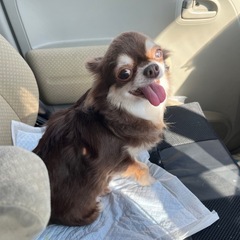 チワワ︎︎ ♀推定5歳