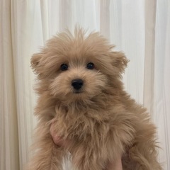 ポメプー