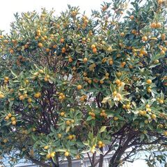 金柑を20個150円〜でおゆずりしますの画像