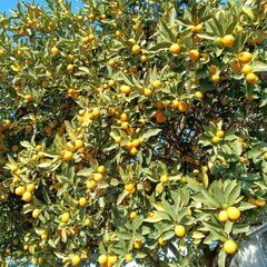 金柑を20個150円〜でおゆずりしますの画像