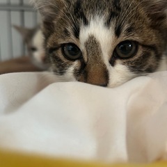 キジ白・3か月・人猫大好き・ごはんも好き