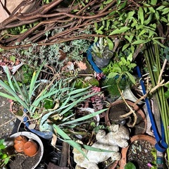 無料！ 植栽 植木 植木鉢 ガーデニング 京都 亀岡の画像