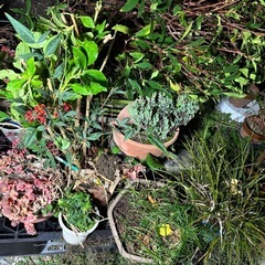 無料！ 植栽 植木 植木鉢 ガーデニング 京都 亀岡の画像