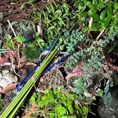 無料！ 植栽 植木 植木鉢 ガーデニング 京都 亀岡の画像