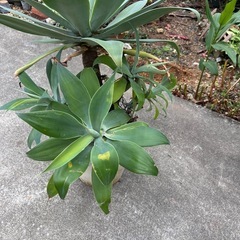 アガベ　アテナータの画像