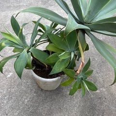 アガベ　アテナータの画像