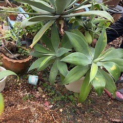 アガベ　アテナータの画像