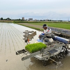 新米　令和7年産白米　30キロ　ひとめぼれ　熊谷市　安い　⑤の画像