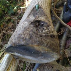 【訳あり/値下げ】菓子クルミの伐採枝(木材)　全部で￥500の画像