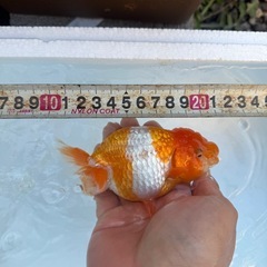 らんちゅうBIGの画像