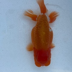 らんちゅうBIGの画像