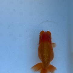 らんちゅうBIGの画像