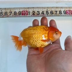 らんちゅうBIGの画像