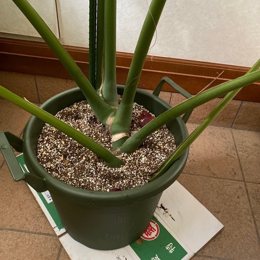 観葉植物モンステラ