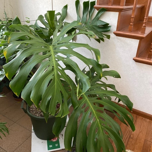 観葉植物モンステラ