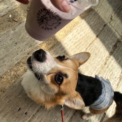 尻尾ありコーギー