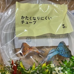 かずちゃん様の画像