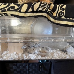 ハムスターおやつの画像