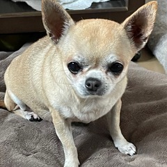 小ぶりなスムースチワワ　ゆうちゃん♀ 