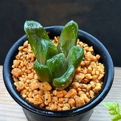 ✨おだやか✨のんびり✨ほっこり✨多肉植物の画像