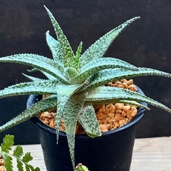 ✨おだやか✨のんびり✨ほっこり✨多肉植物の画像