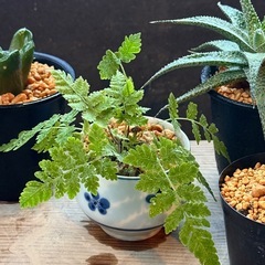 ✨おだやか✨のんびり✨ほっこり✨多肉植物の画像