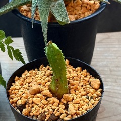 ✨おだやか✨のんびり✨ほっこり✨多肉植物の画像