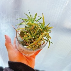 エアプランツ④チランジアの画像