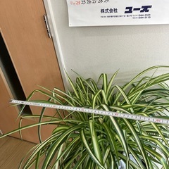 決まりました。【観葉植物】オリヅルランの画像