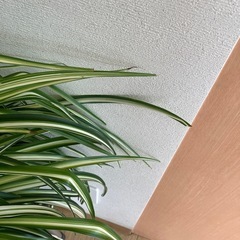 決まりました。【観葉植物】オリヅルランの画像