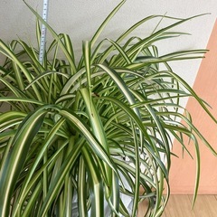 決まりました。【観葉植物】オリヅルランの画像