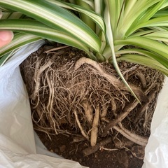 決まりました。【観葉植物】オリヅルランの画像