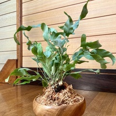 観葉植物　アスプレニウム　ブルースターと木製鉢の画像