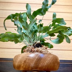 観葉植物　アスプレニウム　ブルースターと木製鉢の画像