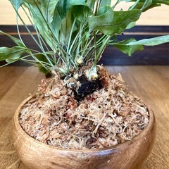 観葉植物　アスプレニウム　ブルースターと木製鉢の画像