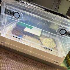 爬虫類　飼育　ケースの画像