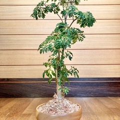 観葉植物　ポリシャスと木製鉢の画像