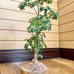 観葉植物　ポリシャスと木製鉢の画像