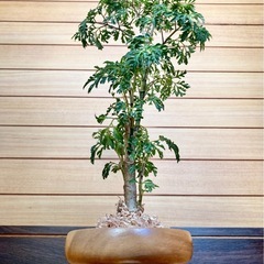 観葉植物　ポリシャスと木製鉢の画像