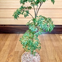 観葉植物　ポリシャスと木製鉢の画像
