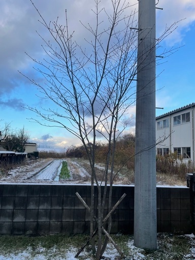 アオダモ 大株