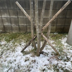 アオダモ 大株の画像