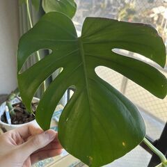 モンステラ　観葉植物の画像