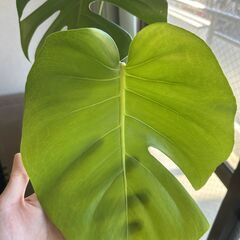 モンステラ　観葉植物の画像
