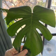 モンステラ　観葉植物の画像