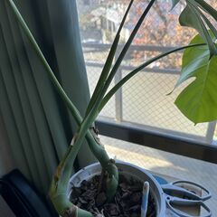 モンステラ　観葉植物の画像