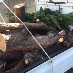 伐採の木の画像