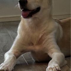 雑種犬【1才　男の子】