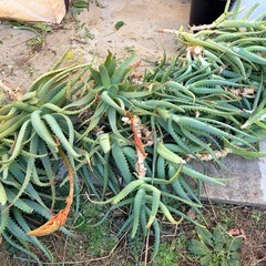 【もらってください】アロエ 大小まとめて約30本 約20〜80cmの画像