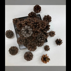 松ぼっくり、ホワイト松ぼっくり、リース、オーナメント、工作、テラリウム、インテリア、ミニしめ飾りなどに使える国産の天然素材の画像